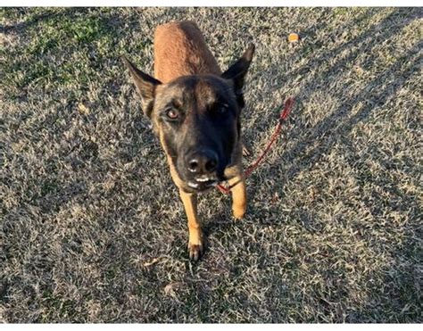 Save this search and we'll notify you when they are. . Belgian malinois for sale tulsa ok